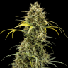 Семена марихуаны  Auto Maria feminised Ganja Seeds