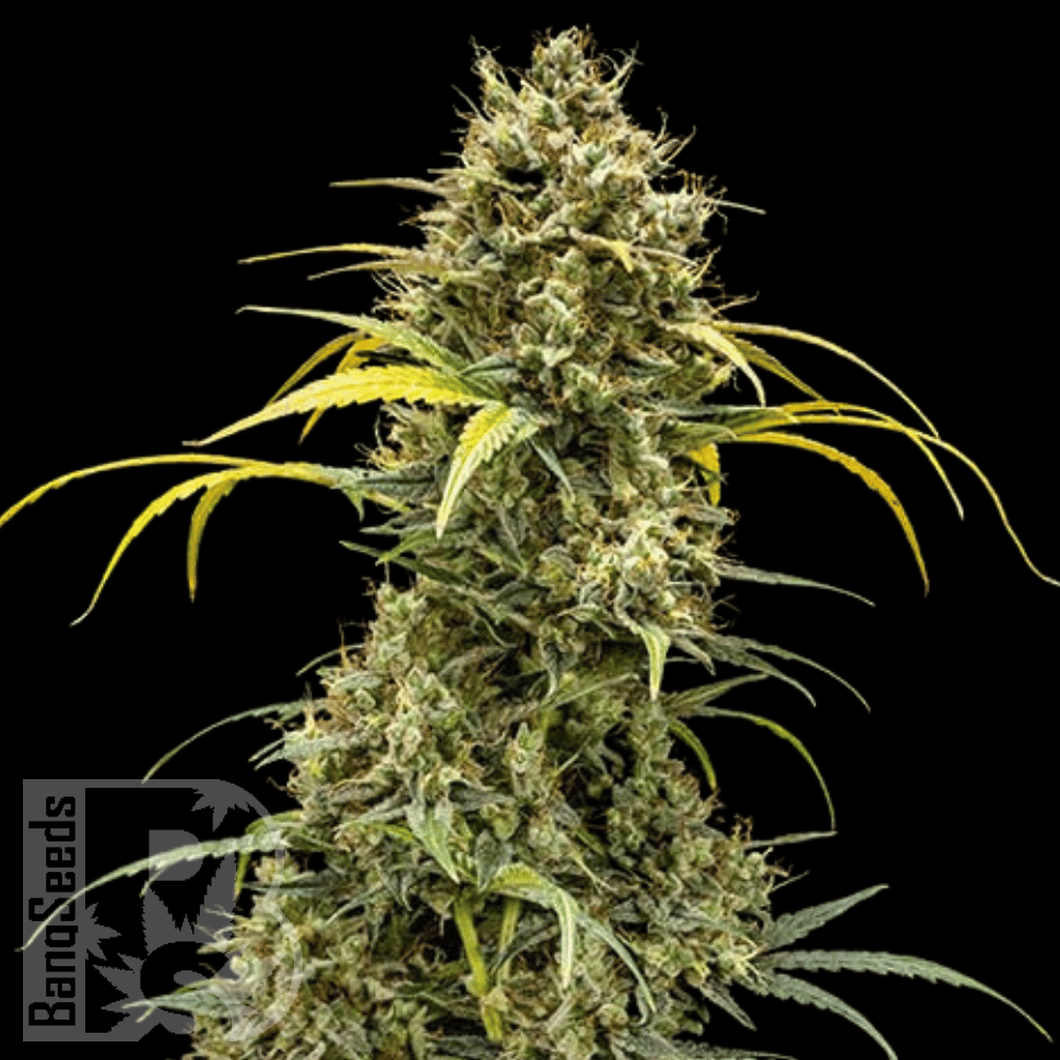 Семена марихуаны  Auto Maria feminised Ganja Seeds
