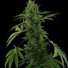 Семена марихуаны  Auto Maria feminised Ganja Seeds