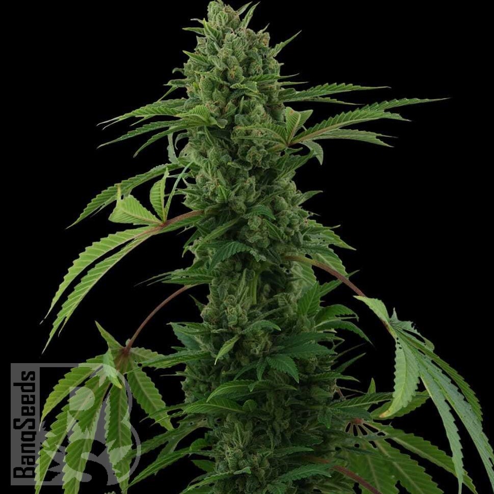 Семена марихуаны  Auto Maria feminised Ganja Seeds