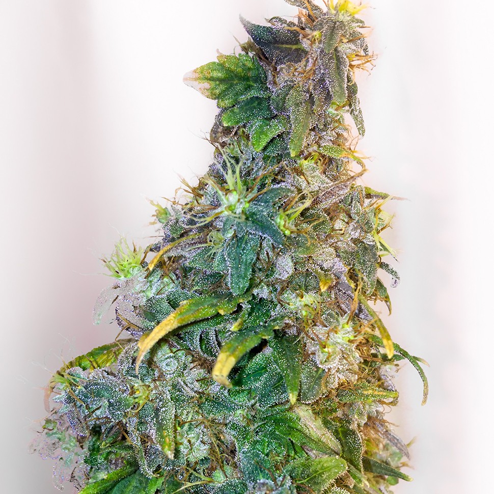 Семена ганжа Mazar feminised Ganja Seeds
