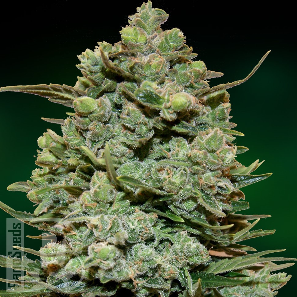 Семена  Auto Fast Bud #2 feminised Ganja Seeds