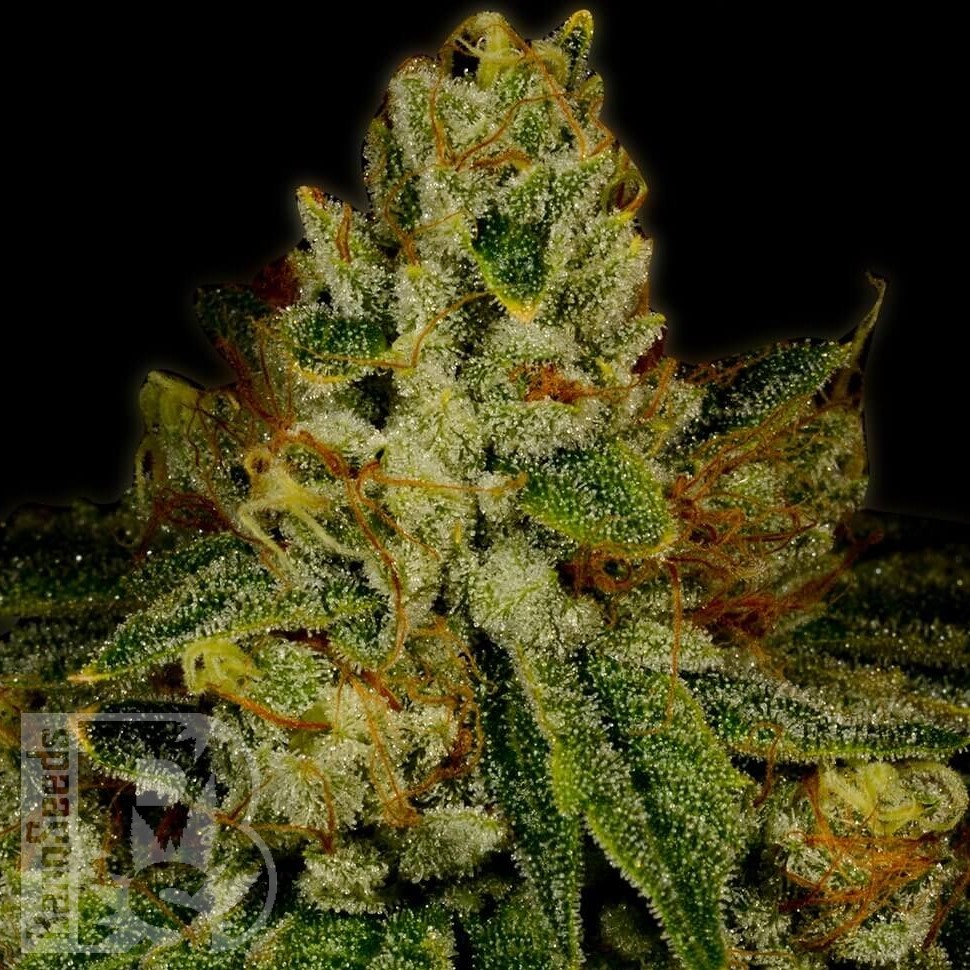 Семена  Auto Fast Bud #2 feminised Ganja Seeds