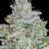 Семена  Auto Irimshik feminised Bang Seeds
