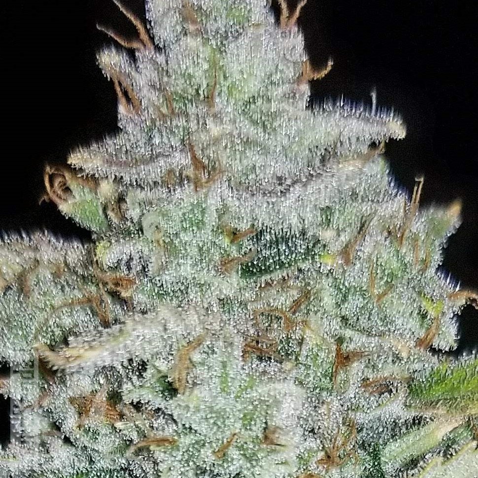 Семена  Auto Irimshik feminised Bang Seeds