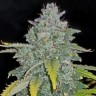 Семена  Auto Irimshik feminised Bang Seeds