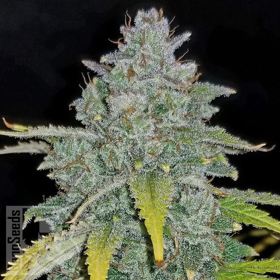 Семена  Auto Irimshik feminised Bang Seeds