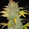 Семена  Auto Irimshik feminised Bang Seeds