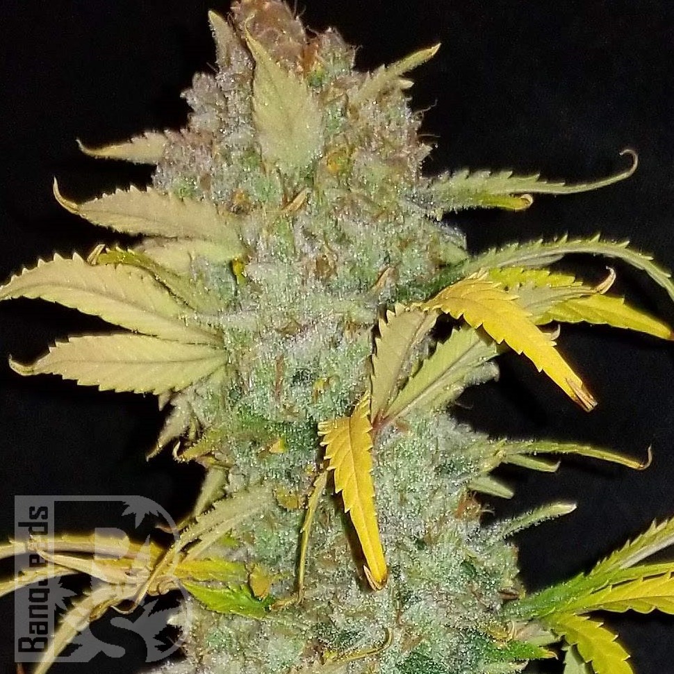 Семена  Auto Irimshik feminised Bang Seeds