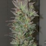 Семена  Auto Irimshik feminised Bang Seeds