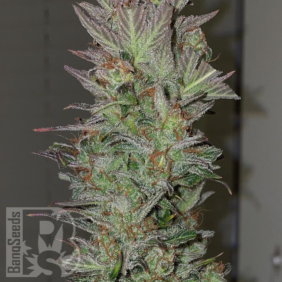 Семена  Auto Irimshik feminised Bang Seeds