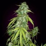 Семена  Auto Moby Dick feminised Ganja Seeds