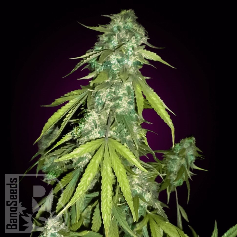 Семена  Auto Moby Dick feminised Ganja Seeds
