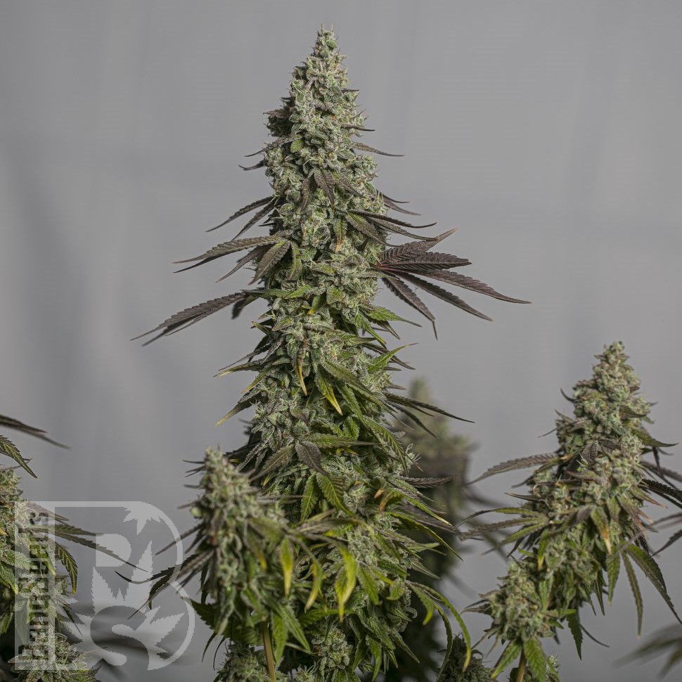 Семена  Auto Moby Dick feminised Ganja Seeds