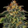Семена  Auto Moby Dick feminised Ganja Seeds
