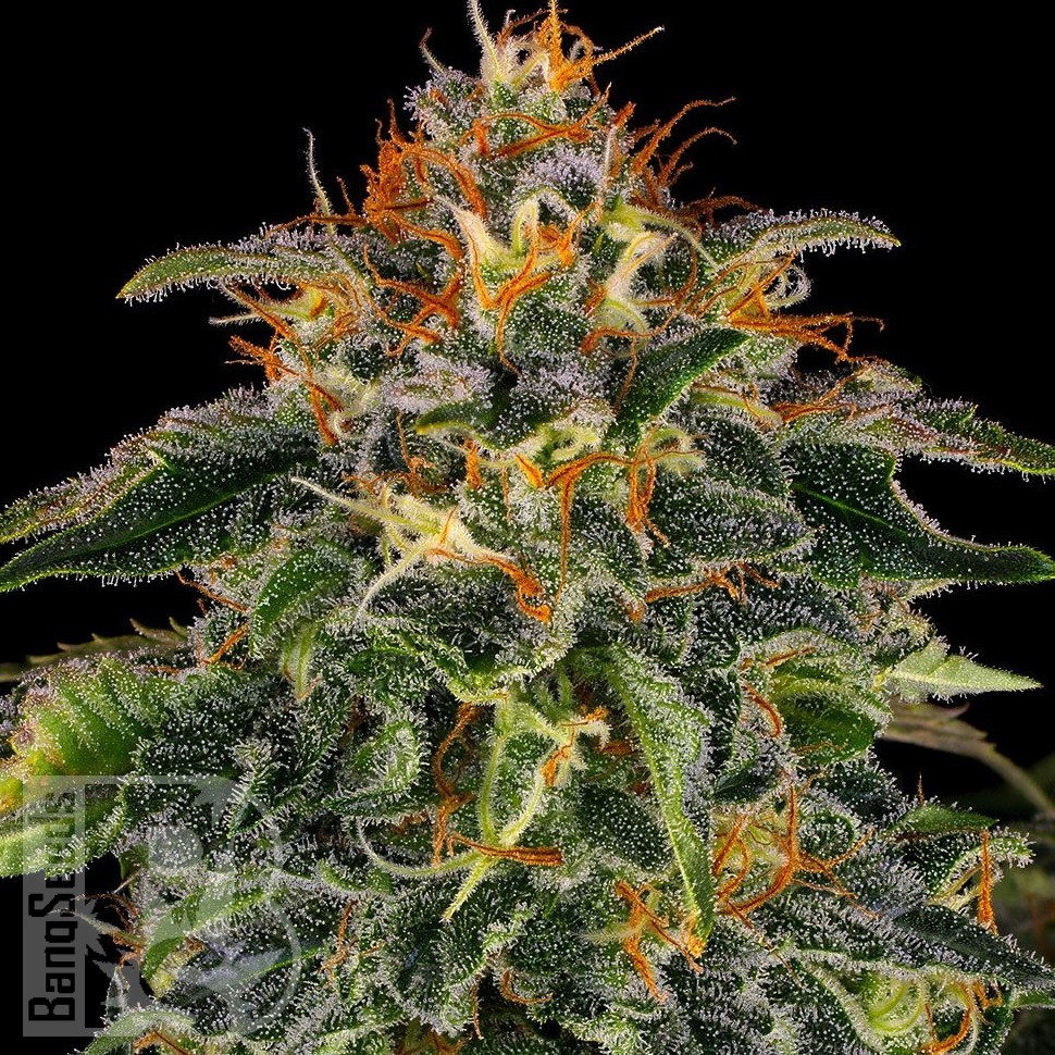 Семена  Auto Moby Dick feminised Ganja Seeds