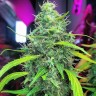 Семена  Auto Moby Dick feminised Ganja Seeds