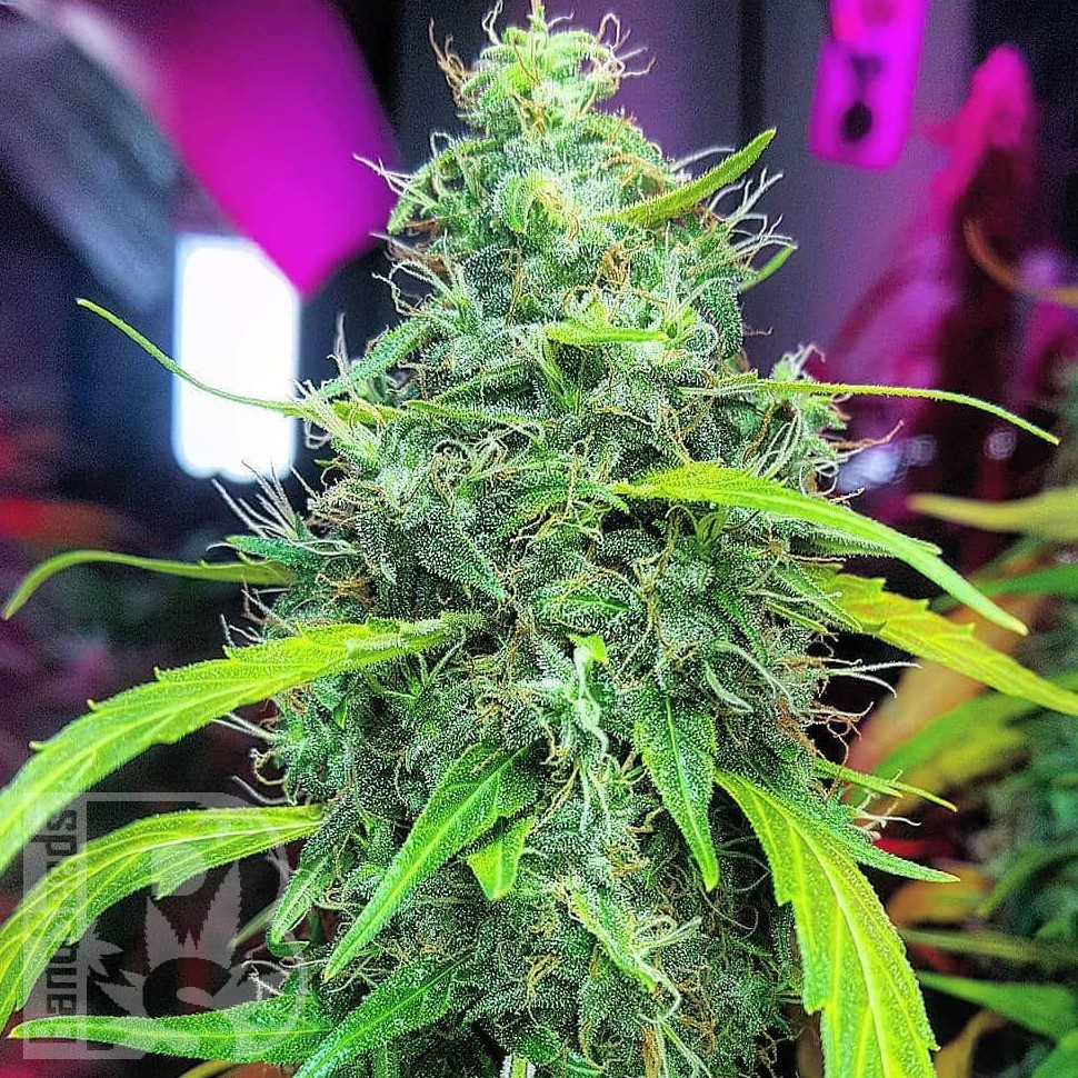 Семена  Auto Moby Dick feminised Ganja Seeds