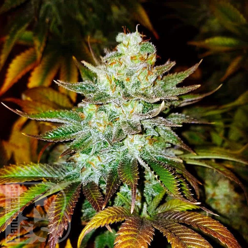 Семена  Auto Moby Dick feminised Ganja Seeds