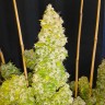 Семена ганжа  Auto Moscow feminised Ganja Seeds