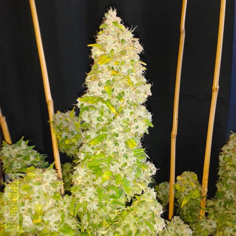 Семена ганжа  Auto Moscow feminised Ganja Seeds