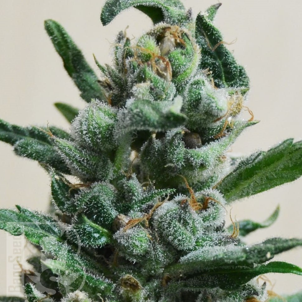 Семена ганжа  Auto Moscow feminised Ganja Seeds