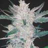 Семена ганжа  Auto Moscow feminised Ganja Seeds