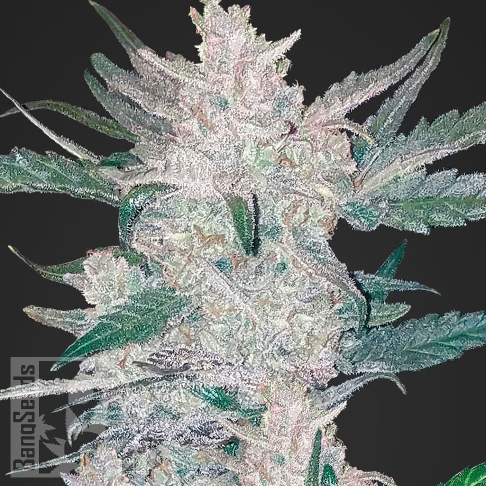 Семена ганжа  Auto Moscow feminised Ganja Seeds