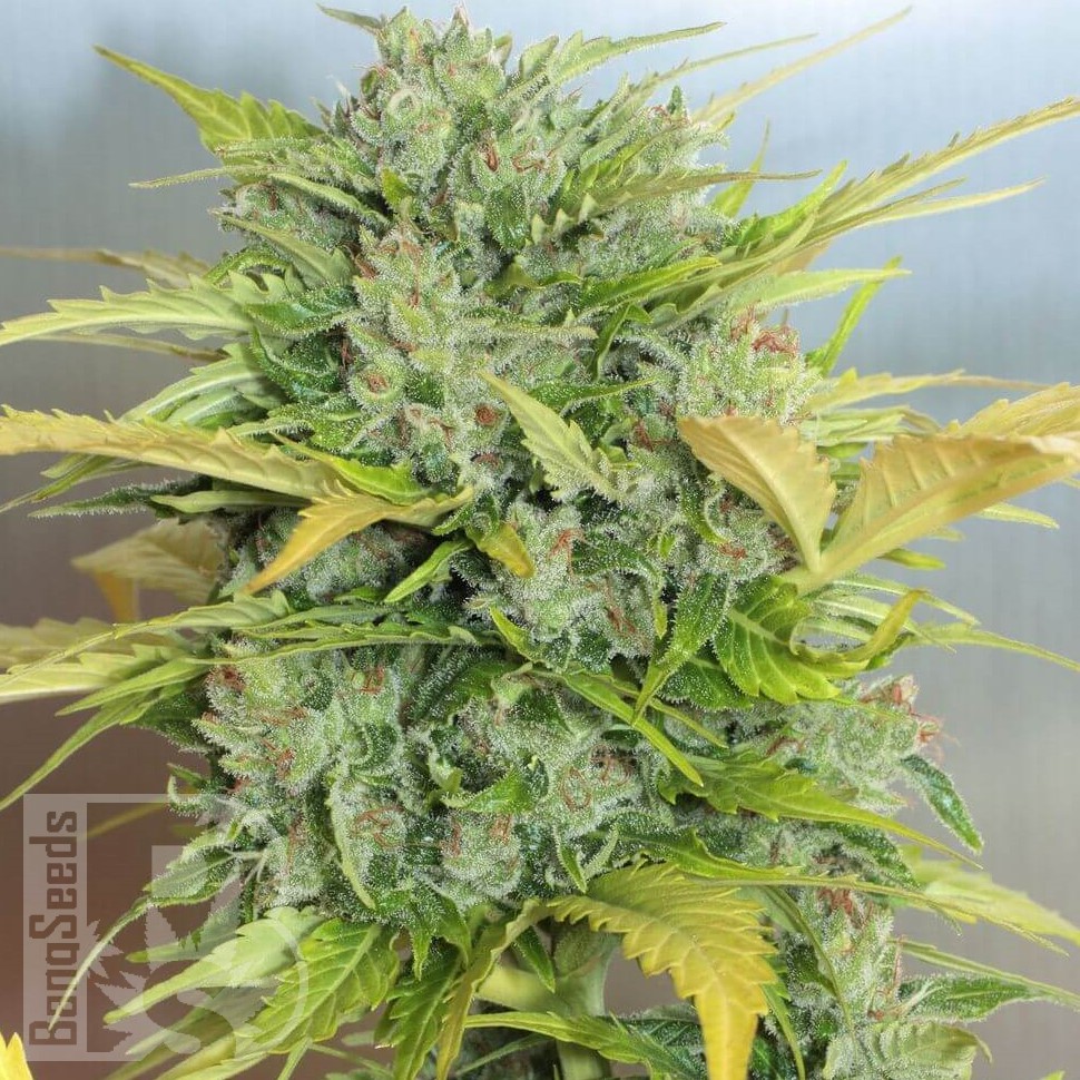 Семена  Auto Sweet Cheese feminised Ganja Seeds