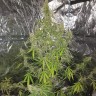 семена конопли интернет магазин Auto CBD New York Diesel feminised