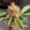 Семена каннабиса  Auto Nirvana Sky feminised Ganja Seeds