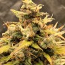 Семена  Auto Manti feminised Bang Seeds