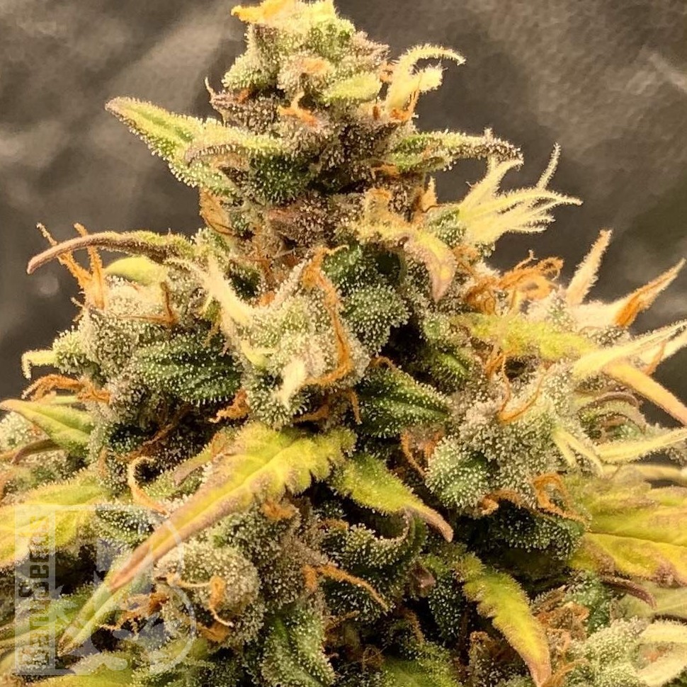 Семена  Auto Manti feminised Bang Seeds