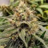 Семена  Auto Manti feminised Bang Seeds