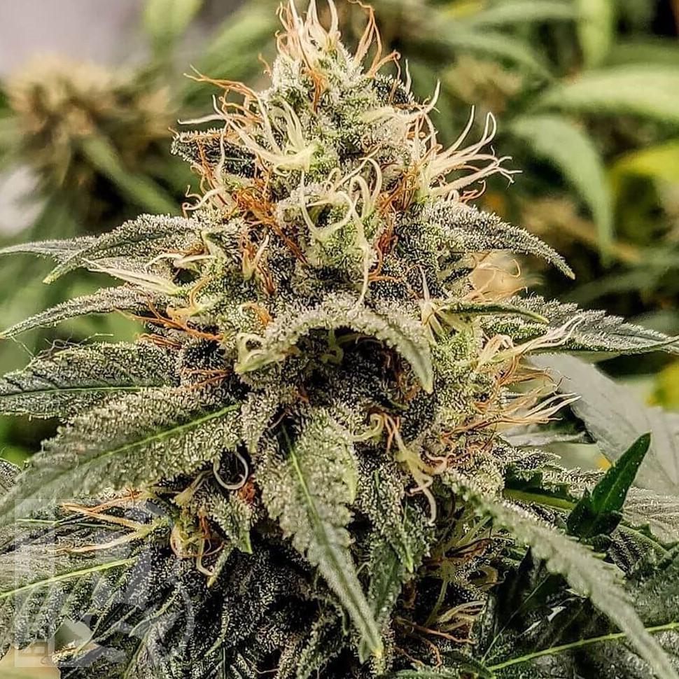 Семена  Auto Manti feminised Bang Seeds