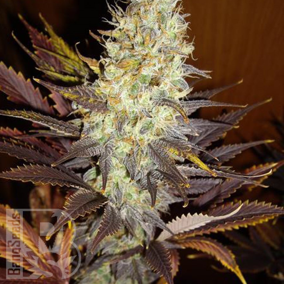 Семена марихуаны  Auto Northern Blue feminised Ganja Seeds
