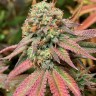 Семена марихуаны  Auto Northern Blue feminised Ganja Seeds