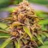 Семена марихуаны  Auto Northern Blue feminised Ganja Seeds
