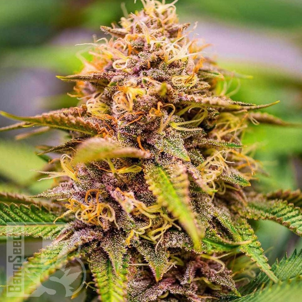 Семена марихуаны  Auto Northern Blue feminised Ganja Seeds