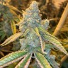 Семена марихуаны  Auto Northern Blue feminised Ganja Seeds