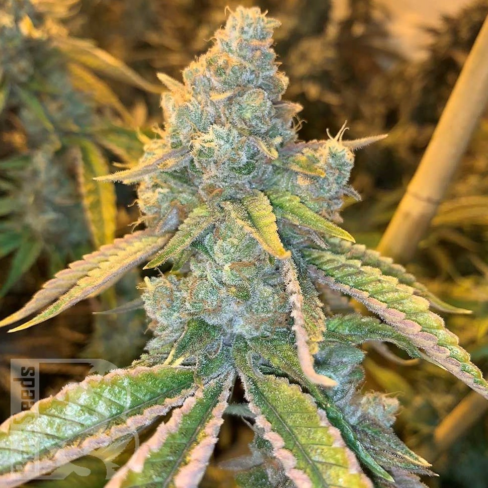 Семена марихуаны  Auto Northern Blue feminised Ganja Seeds