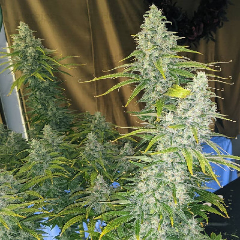 Семена ганжа Eleven Roses feminised Fast Version Ganja Seeds