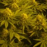 купить семена конопли феминизированные Auto Pineapple feminised