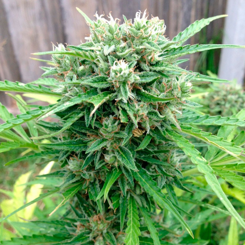 Семена каннабиса Auto Somango regular Ganja Seeds