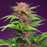 Семена марихуаны  Auto Mimosa Bruce Banner XL feminised Ganja Seeds