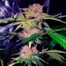 Семена марихуаны  Auto Mimosa Bruce Banner XL feminised Ganja Seeds