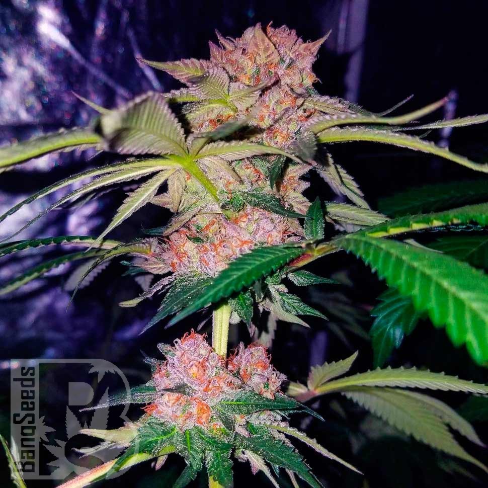 Семена марихуаны  Auto Mimosa Bruce Banner XL feminised Ganja Seeds