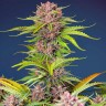 Семена марихуаны  Auto Mimosa Bruce Banner XL feminised Ganja Seeds