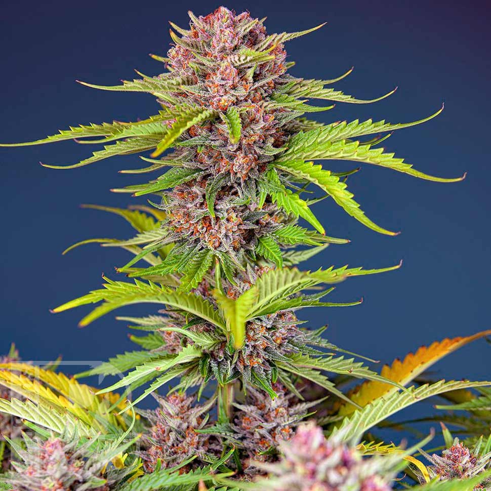 Семена марихуаны  Auto Mimosa Bruce Banner XL feminised Ganja Seeds