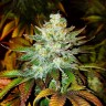 Семена  Auto Mamba Negra feminised Ganja Seeds